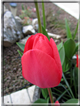 foto Tulipani